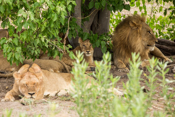 A herd of lions