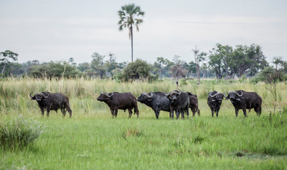 Buffalo herd