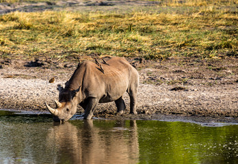 A white rhino drinking in a lake