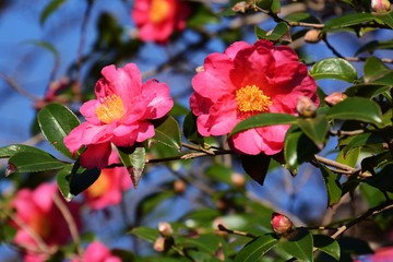 Camellia sasanqua flowers