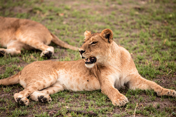 Fototapeta na wymiar African lion cub