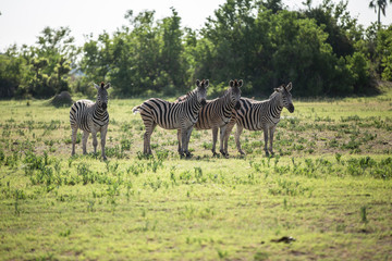 Fototapeta na wymiar Herd of zebras in the African jungle