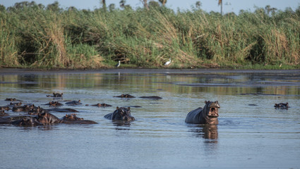 Fototapeta premium Hippos on the lake