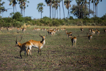 Herd of antelopes