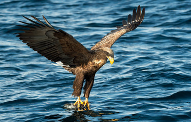 Adult White-tailed eagles fishing. Blue Ocean Background. Scientific name: Haliaeetus albicilla, also known as the ern, erne, gray eagle, Eurasian sea eagle and white-tailed sea-eagle.
