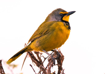 Fototapeta premium Bokmakierie