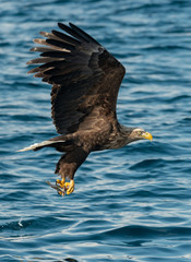 Adult White-tailed eagles fishing. Blue Ocean Background. Scientific name: Haliaeetus albicilla, also known as the ern, erne, gray eagle, Eurasian sea eagle and white-tailed sea-eagle.