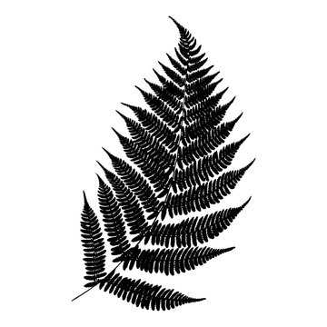 Vector fern silhouette . Black isolated print of fern leaf on the white background.