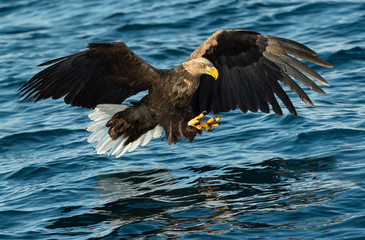 Adult White-tailed eagles fishing. Blue Ocean Background. Scientific name: Haliaeetus albicilla, also known as the ern, erne, gray eagle, Eurasian sea eagle and white-tailed sea-eagle.