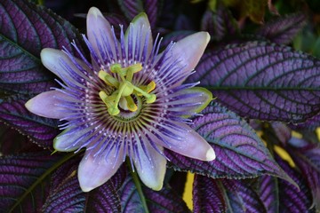 Closeup of exotic passiflora blossom or passion flower and persian shield leaves