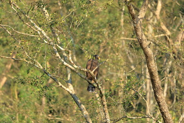 Eastern imperial eagle in Nepal