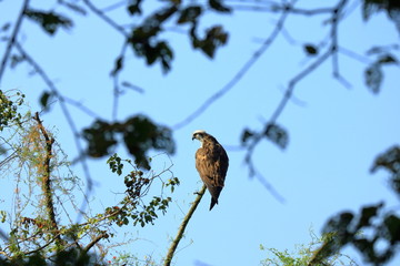 Wedge tailed Eagle, bird of prey perching on a tree looking for prey in Nepal