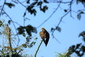 Wedge tailed Eagle, bird of prey perching on a tree looking for prey in Nepal