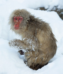 Snow monkey on the snow. Winter season. The Japanese macaque ( Scientific name: Macaca fuscata), also known as the snow monkey.