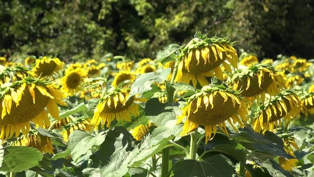 Wilted sunflowers hang heads toward ground as their stalks sway in the summer breeze.
