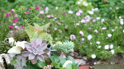 名城公園フラワーガーデンのいろいろな種類のセダム（マンネングサ）