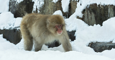 Snow monkey on the snow. Winter season. The Japanese macaque ( Scientific name: Macaca fuscata), also known as the snow monkey.