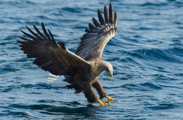 Adult White-tailed eagle fishing. Blue Ocean Background. Scientific name: Haliaeetus albicilla, also known as the ern, erne, gray eagle, Eurasian sea eagle and white-tailed sea-eagle. Natural habitat