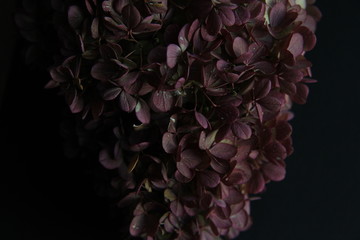 Obraz premium Purple Hydrangea Close-up on Black Background