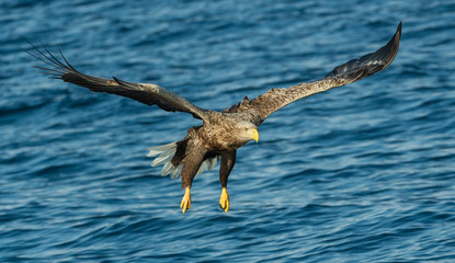 Adult White-tailed eagles fishing. Blue Ocean Background. Scientific name: Haliaeetus albicilla, also known as the ern, erne, gray eagle, Eurasian sea eagle and white-tailed sea-eagle.