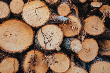 a stack of sawn dry firewood. Preparation for the winter