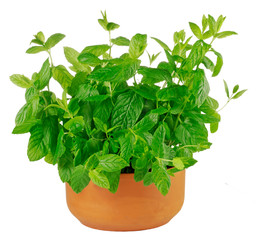 GROWING MINT PLANT IN POT