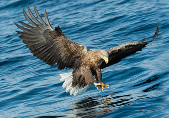 Adult White-tailed eagles fishing. Blue Ocean Background. Scientific name: Haliaeetus albicilla, also known as the ern, erne, gray eagle, Eurasian sea eagle and white-tailed sea-eagle.