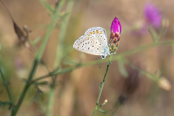 Lycaenidae / Çokgözlü Esmer / / Polyommatus agestis