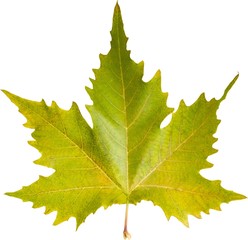 Fall maple leaf