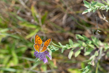  Alev Ateşi / Lycaena kefersteinii / Turkish Fiery Copper  