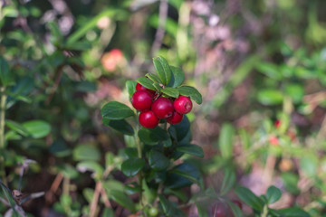 Foxberry