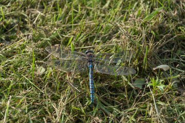 Dragonfly