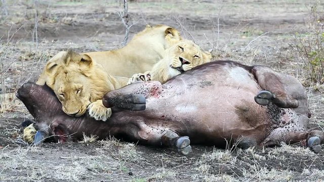 A group of three young nomadic male lions moments after taking down a female African buffalo as one lion bites down on its neck