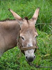 Donkey on Santa Cruz, Galapagos Islands