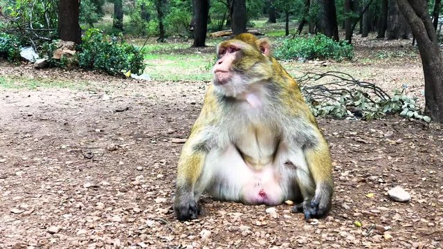 Wild monkey Barbary Apes in Cedre Forest close to Azrou, Middle Atlas, Morocco in Africa