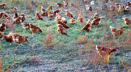 Free running chickens on the farm.