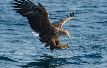 Adult White-tailed eagle fishing. Blue Ocean Background. Scientific name: Haliaeetus albicilla, also known as the ern, erne, gray eagle, Eurasian sea eagle and white-tailed sea-eagle. Natural habitat