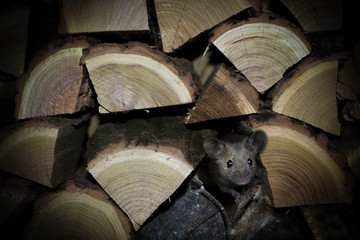 Mouse.  The mouse that is hidden in the wood.