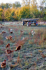 Free running chickens in a field with a trailer.