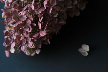 Purple hydrangea on Black Background