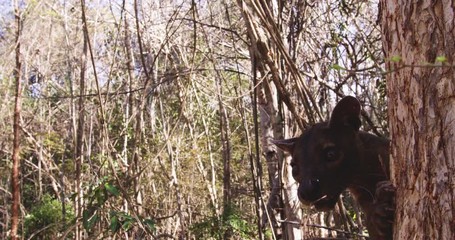 Slow motion, fossa climbs tree in Madagascar