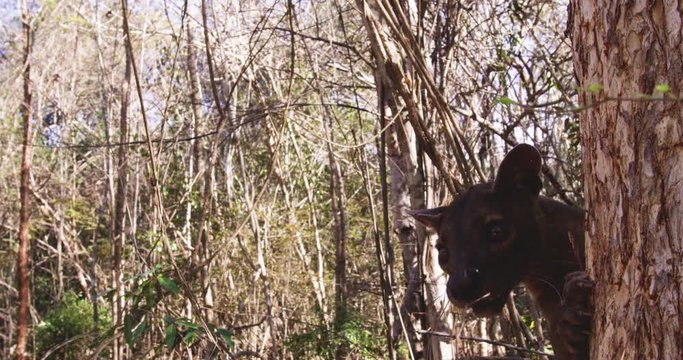 Slow motion, fossa climbs tree in Madagascar