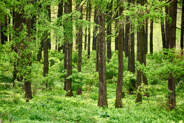 Fototapeta na wymiar beautiful summer background - colorful green forest of fir trees