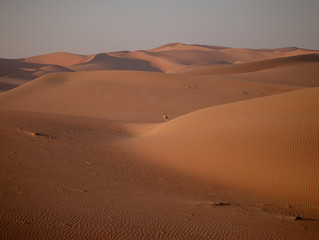 Fototapeta na wymiar Antelope in the Rub'al Khali aka The Empty Quarter or Liwa Desert