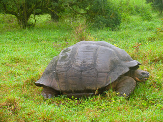 Giant Tortoise in Green Grass on Santa Cruz Island, Galapagos Islands