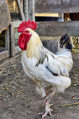 Proud cock of free-range chickens.