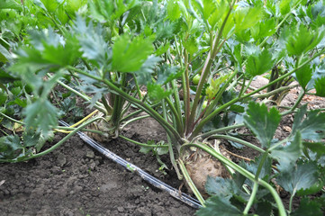 Organic soil grows celery