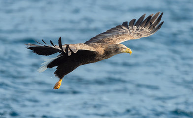 Adult White-tailed eagle fishing. Blue Ocean Background. Scientific name: Haliaeetus albicilla, also known as the ern, erne, gray eagle, Eurasian sea eagle and white-tailed sea-eagle. Natural habitat