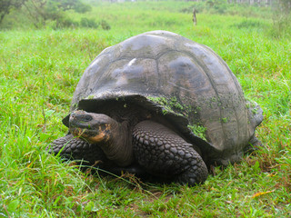 Giant Tortoise in Green Grass on Santa Cruz Island, Galapagos Islands