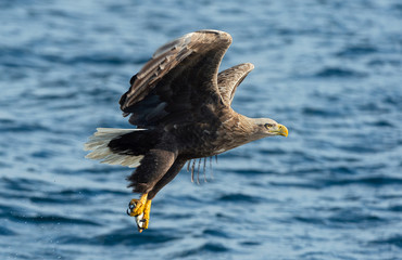 Adult White-tailed eagle fishing. Blue Ocean Background. Scientific name: Haliaeetus albicilla, also known as the ern, erne, gray eagle, Eurasian sea eagle and white-tailed sea-eagle. Natural habitat © Uryadnikov Sergey